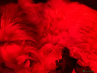 Afghan Hound dogs Beautiful litter of Afghan hound puppies - Advert 5