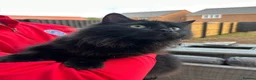 Mixed Breed cats for sale: Seeking forever home for Winnie - Advert 4