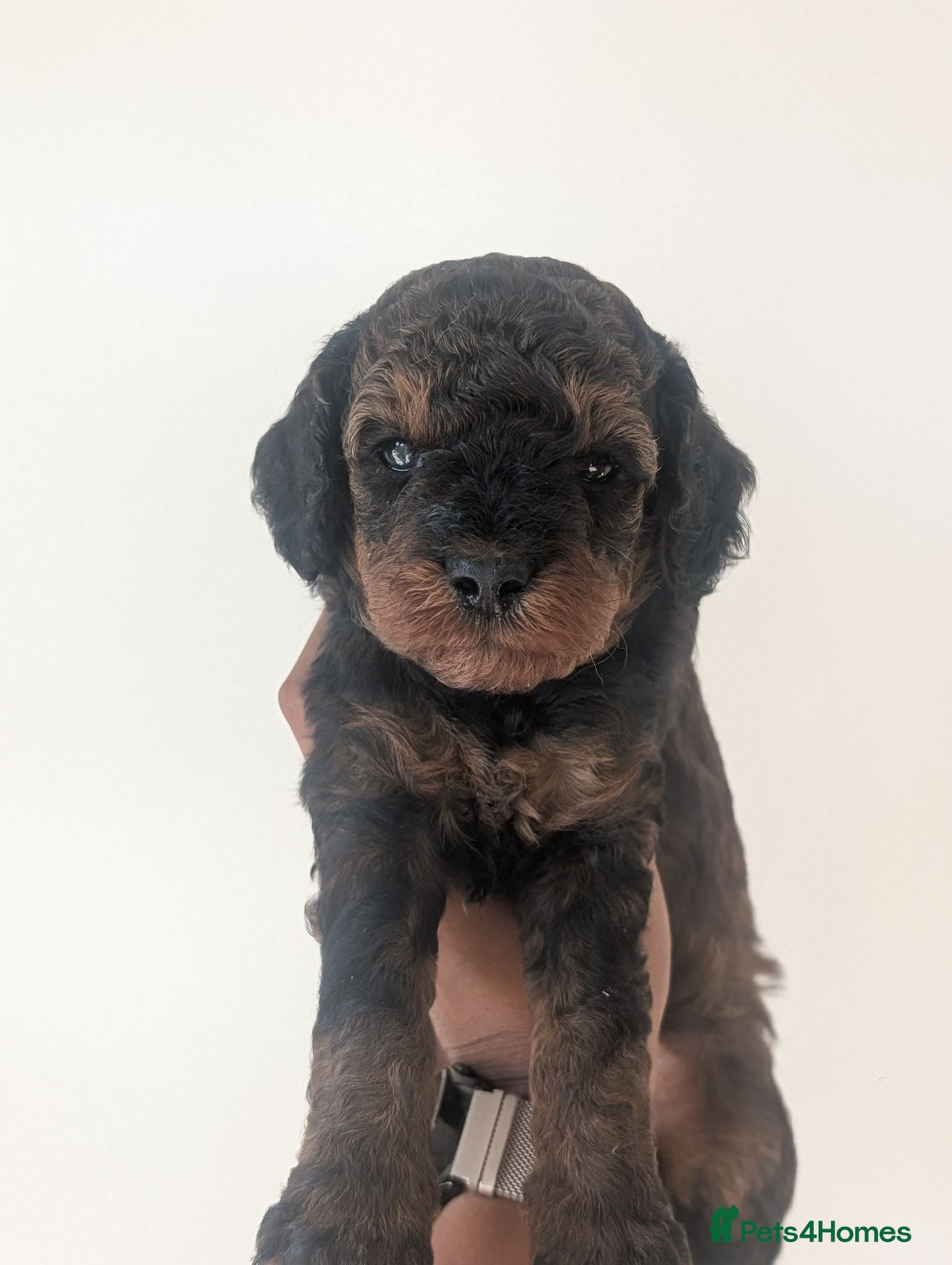 Cockapoo dogs F1BB cockapoo puppies 3 Sabel Boys - Advert 8