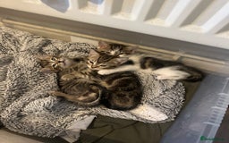 Mixed Breed cats for sale: 3 beautiful tabby’s - Image 3