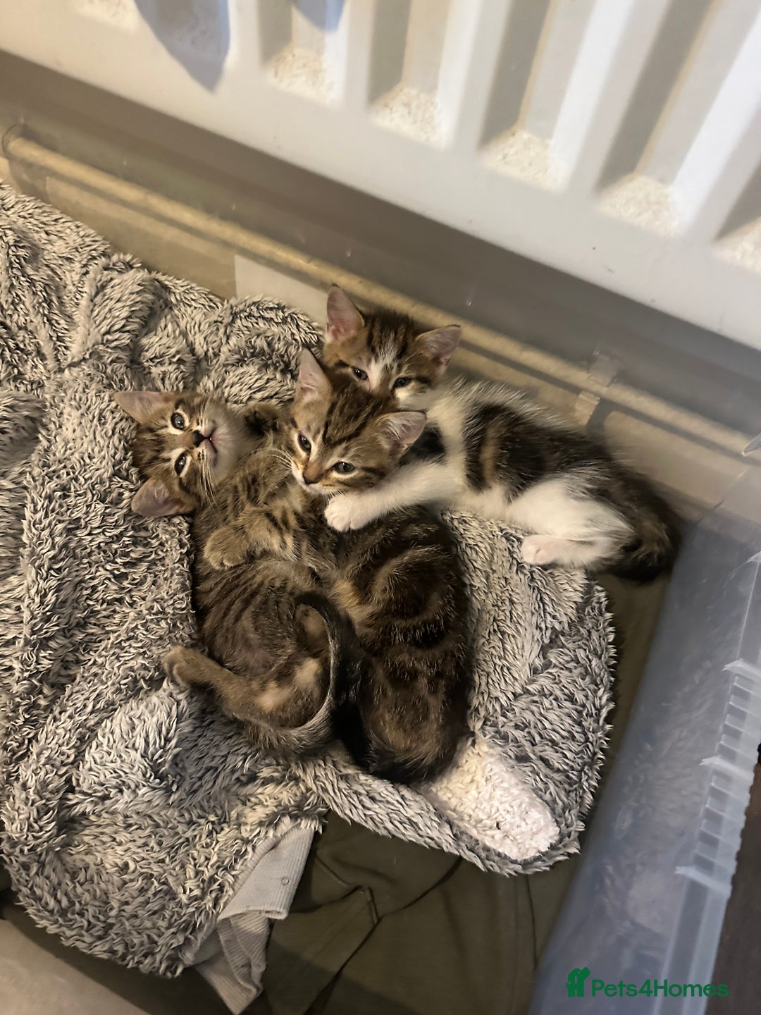 Mixed Breed cats for sale: 3 beautiful tabby’s - Image 3