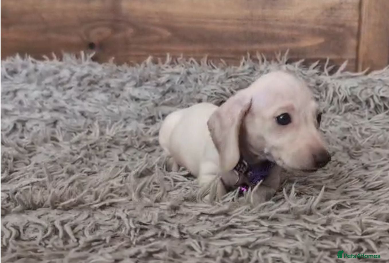 Miniature Dachshund dogs 🐾 Beautiful Miniature Dachshund Puppies 🐾 - Advert 1