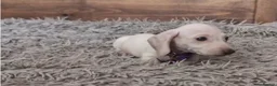 Miniature Dachshund dogs for sale: 🐾 Beautiful Miniature Dachshund Puppies 🐾 - Advert 14