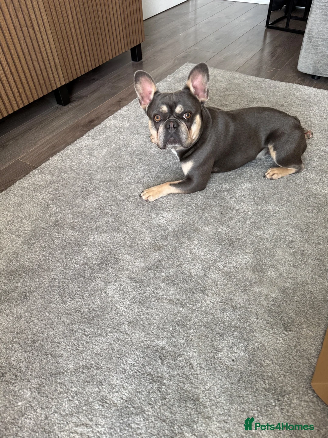 French Bulldog dogs for sale: Male French bulldog - Advert 2