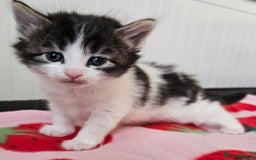 Mixed Breed cats for sale: Two beautiful litters of kittens😻🐱😹 - Image 3