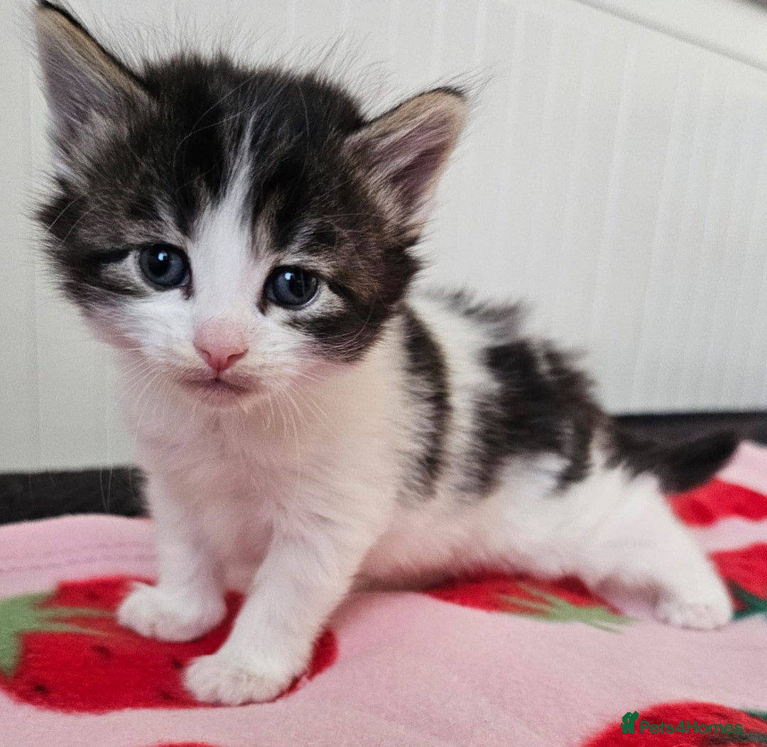 Mixed Breed cats for sale: Two beautiful litters of kittens😻🐱😹 - Image 3