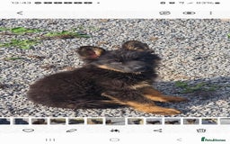 German Shepherd dogs for sale: German Shepherd pups  - Image 11