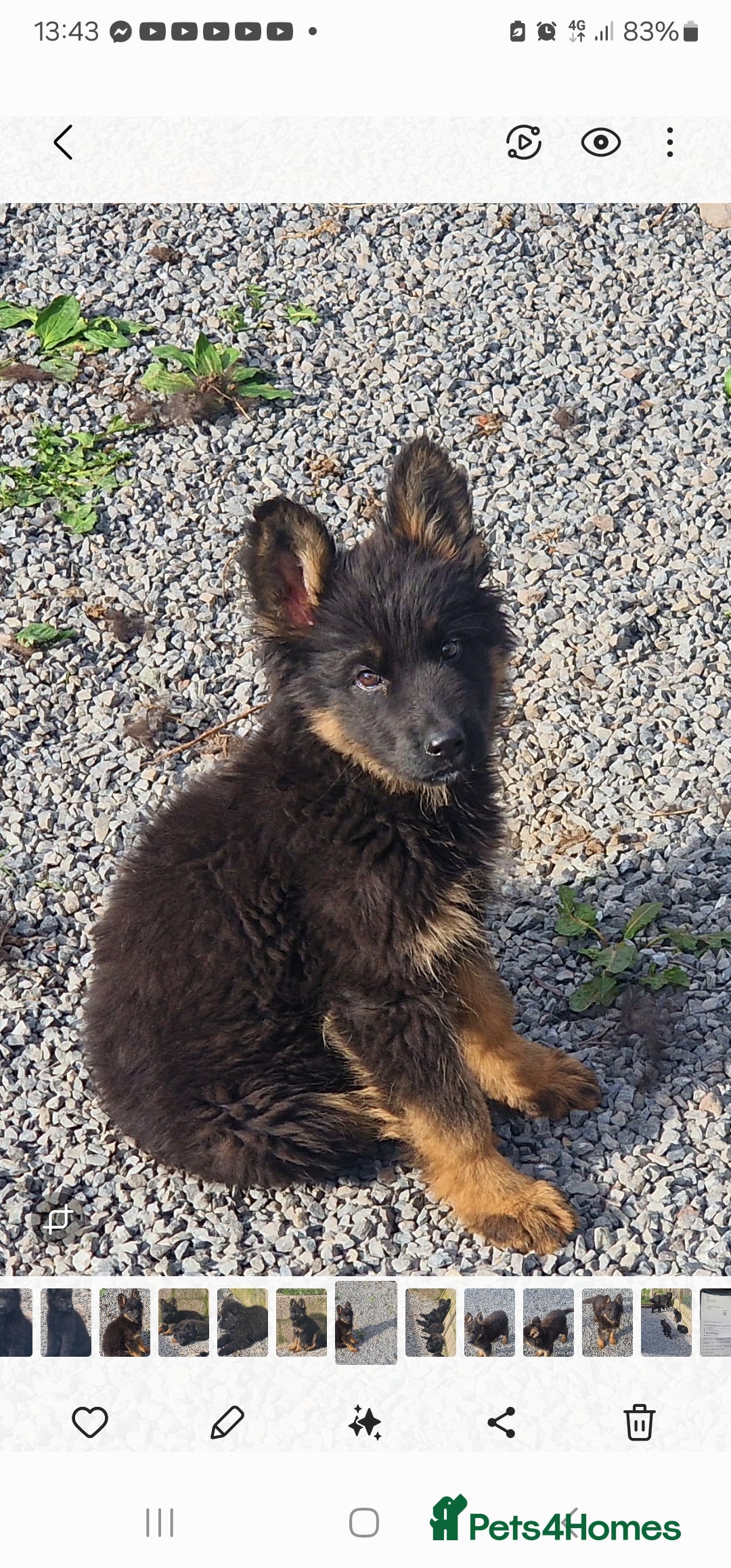 German Shepherd dogs for sale: German Shepherd pups  - Image 11