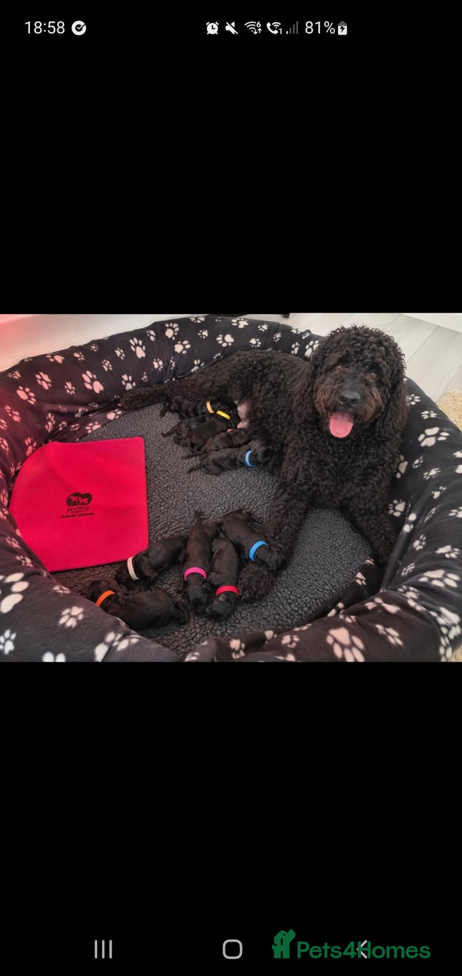 Labradoodle dogs F1B Standard Labradoodle Puppies 🐾💕 - Advert 9