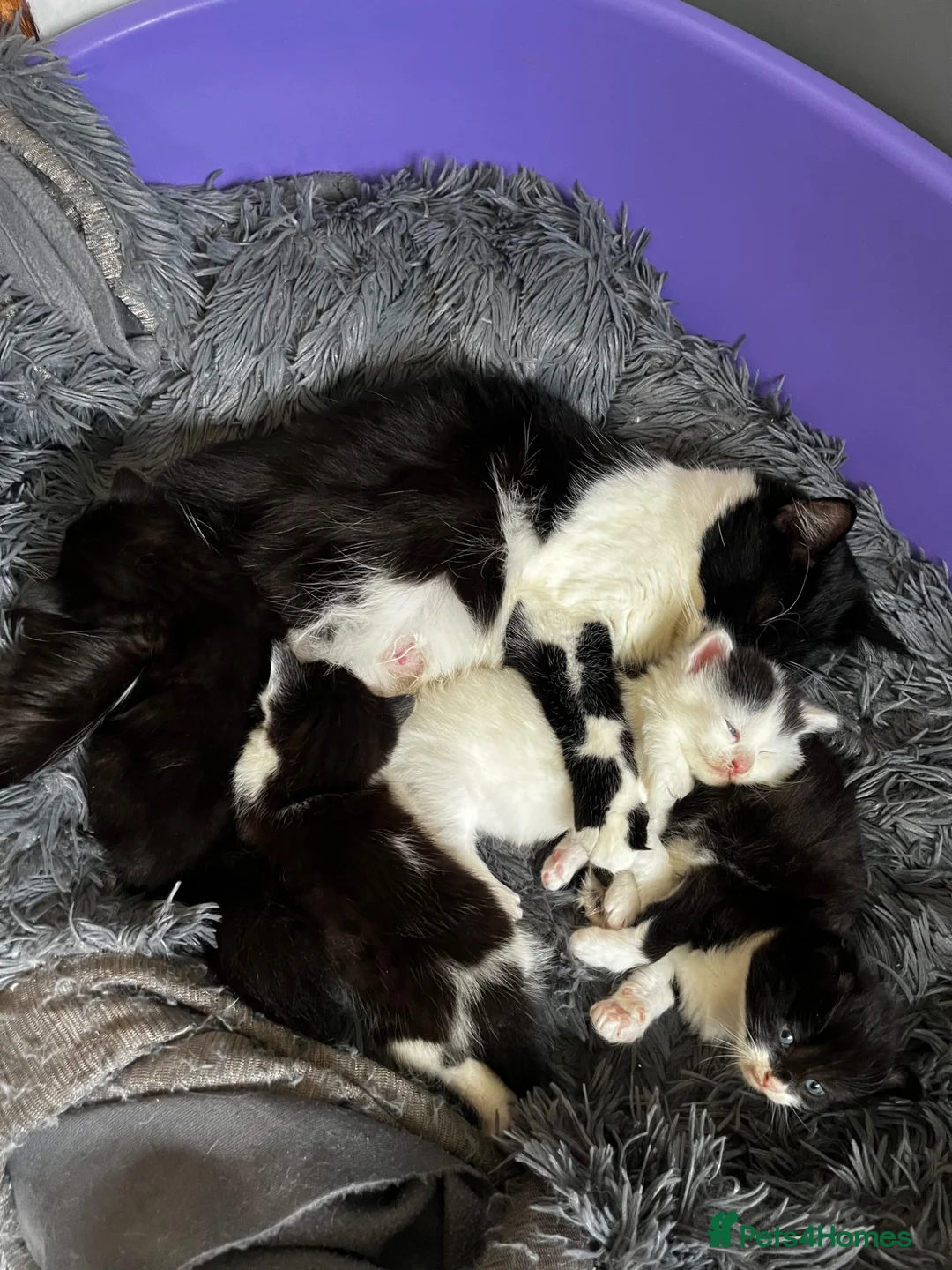 British Longhair cats for sale: 4 Beautiful Kittens  in Swansea - Advert 9