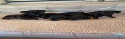 Dachshund dogs for sale: My 5 beautiful Dashound puppies - Advert 8