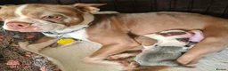 Boston Terrier dogs for sale: Beautiful Boston terrier pups  - Advert 3