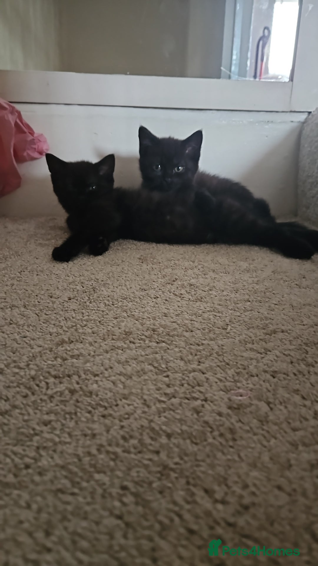 Mixed Breed cats for sale: Stunning Bengal x British Shorthair Kittens - Advert 1