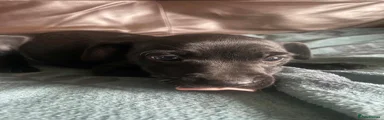 Patterdale Terrier 2 Girl