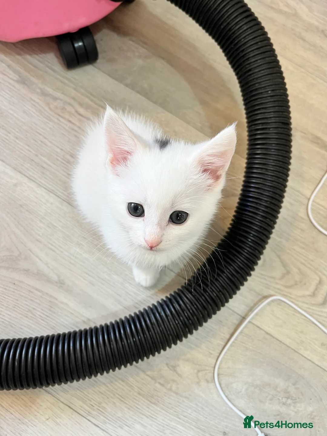 Turkish Angora cats for sale: Four Adorable Kittens!  - Advert 2