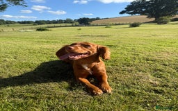 Cocker Spaniel dogs for sale: ✨ KC Registered Working Cocker Spaniel Puppies ✨ - Image 16