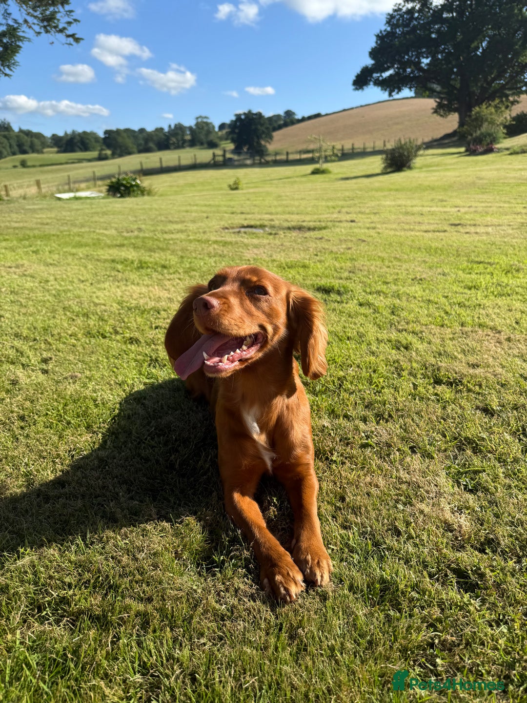 Cocker Spaniel dogs for sale: ✨ KC Registered Working Cocker Spaniel Puppies ✨ - Image 16