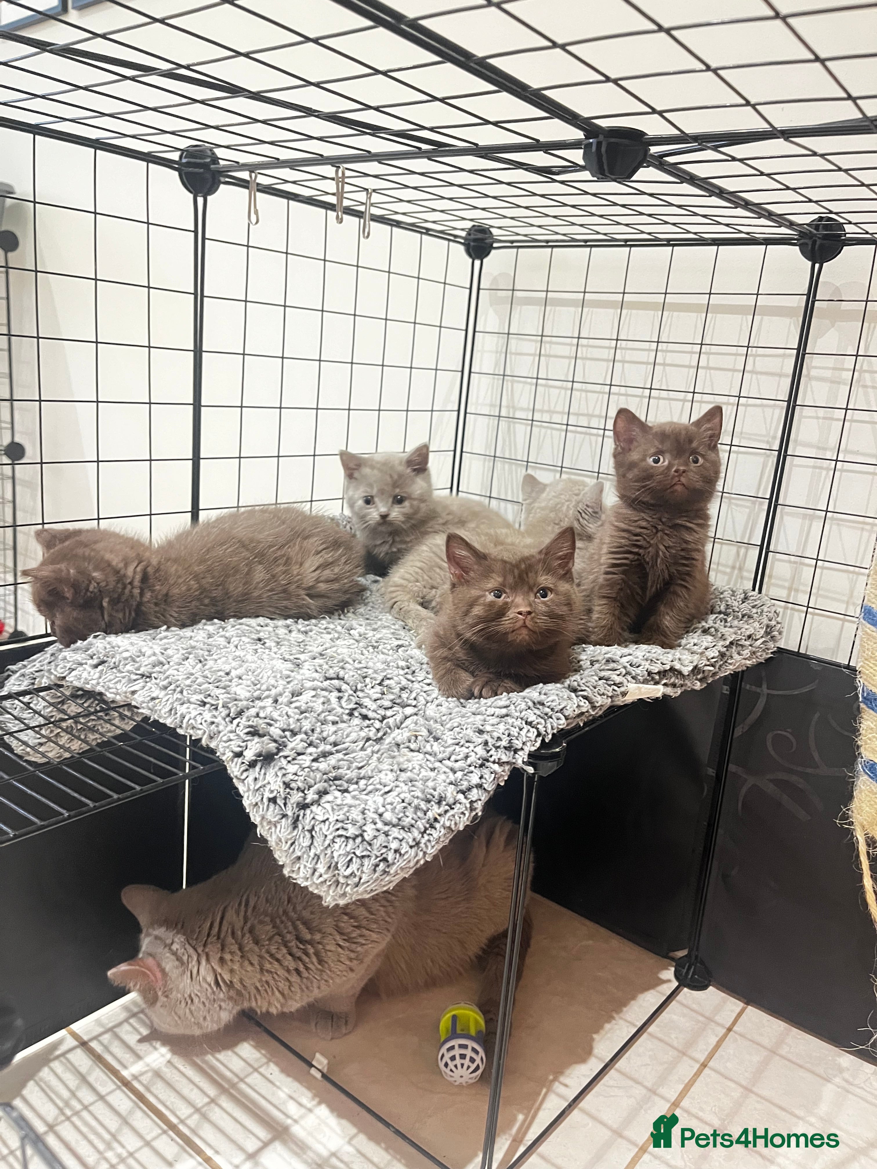 British Shorthair cats 🏆 Cinnamon female available due to time waster 🐱 - Advert 18