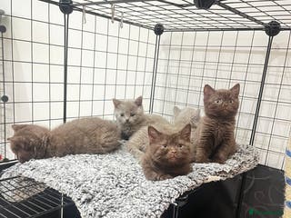British Shorthair cats 🏆 Cinnamon female available due to time waster 🐱 - Advert 13
