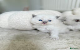 Ragdoll cats for sale: BLUE POINT RAGDOLL KITTENS - Image 10
