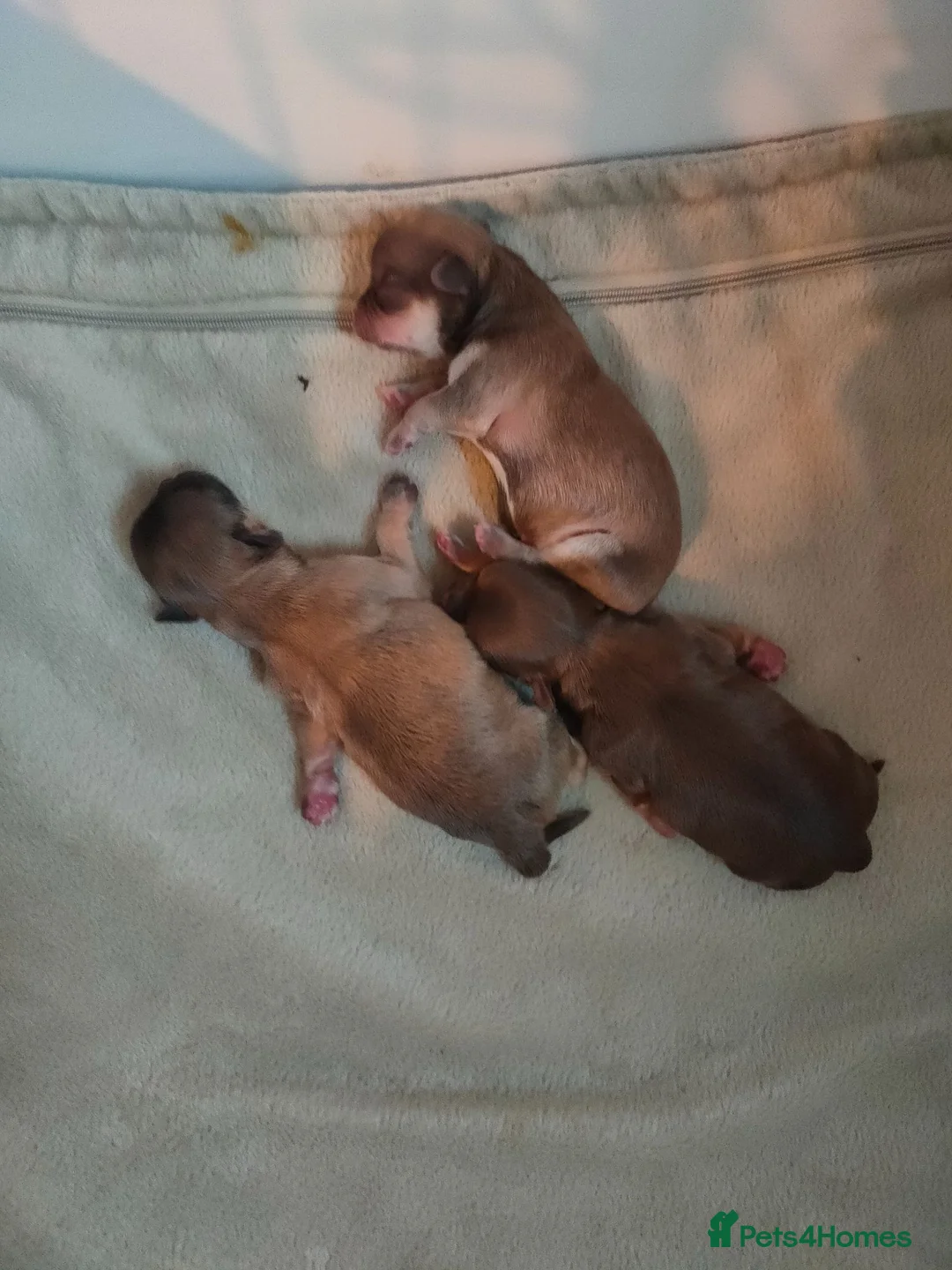 Chihuahua dogs for sale: Three stunning long coat puppies  - Advert 2