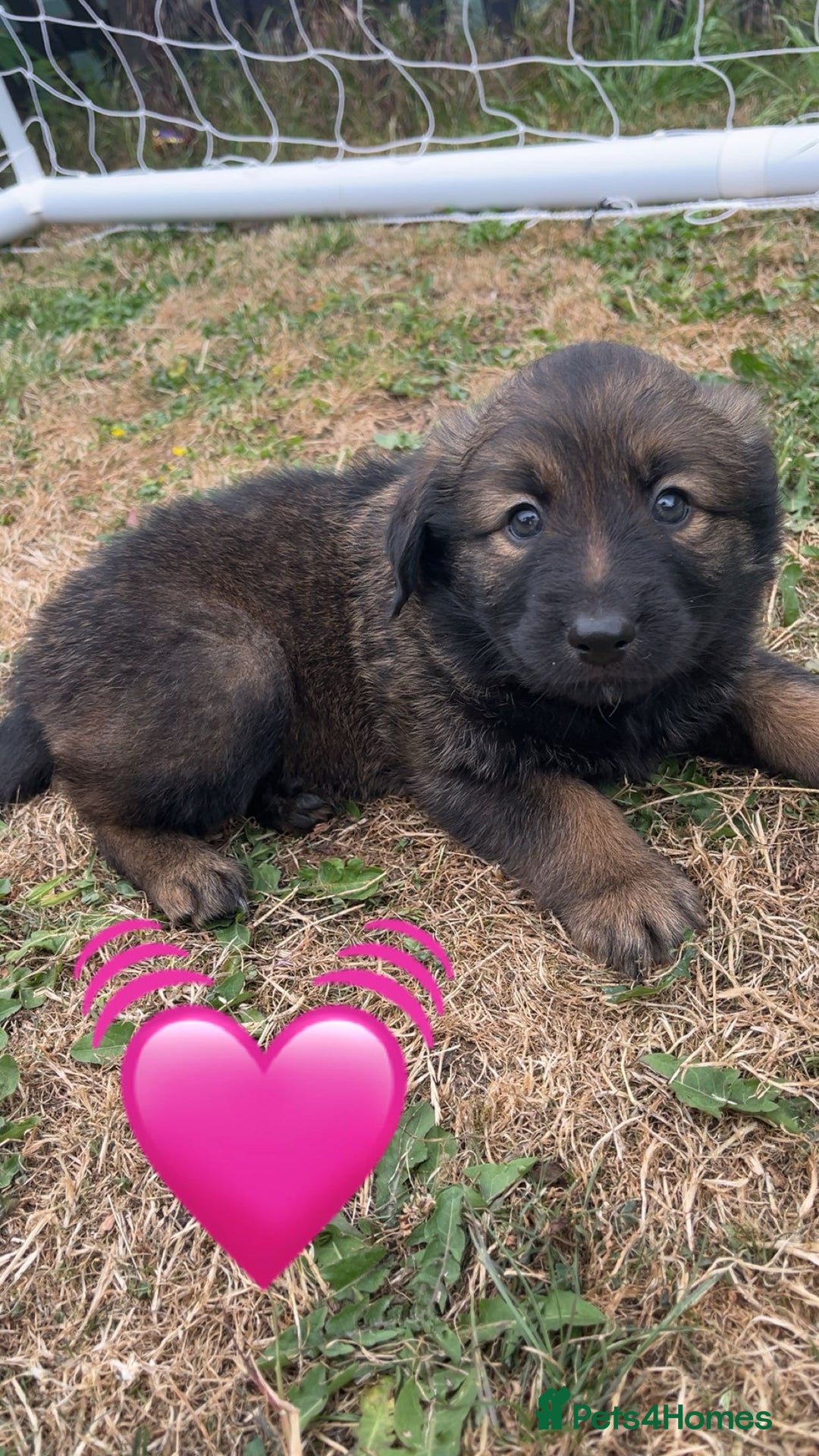 Mixed Breed dogs for sale: Rottweiler mixed with German Shepherds in Shrewsbury - Image 9