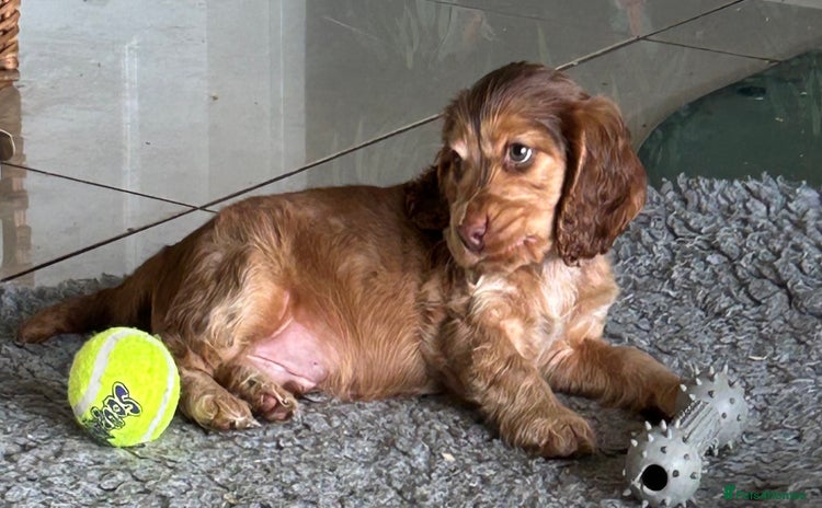 Cocker Spaniel dogs - Advert 13