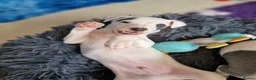 Whippet dogs for sale: Heart and DNA tested Blue Parti Whippet Puppies. - Advert 23