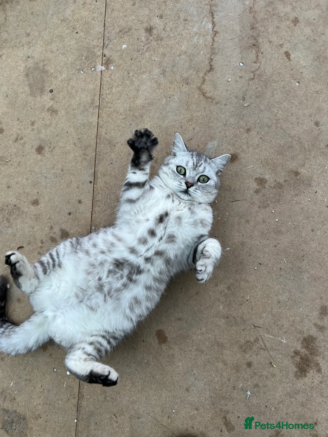 British Shorthair cats for sale: Active silver tabby british shorthair - Advert 5