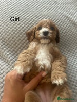 Cavapoo dogs - Advert 15