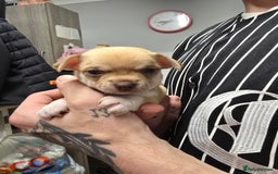 Chihuahua dogs for sale: Chihuahua pedigree pups. Not KC. - Image 40