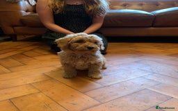 Cockapoo dogs for sale: Cute as Buttons! Cockapoo Puppies for Sale - Advert 1