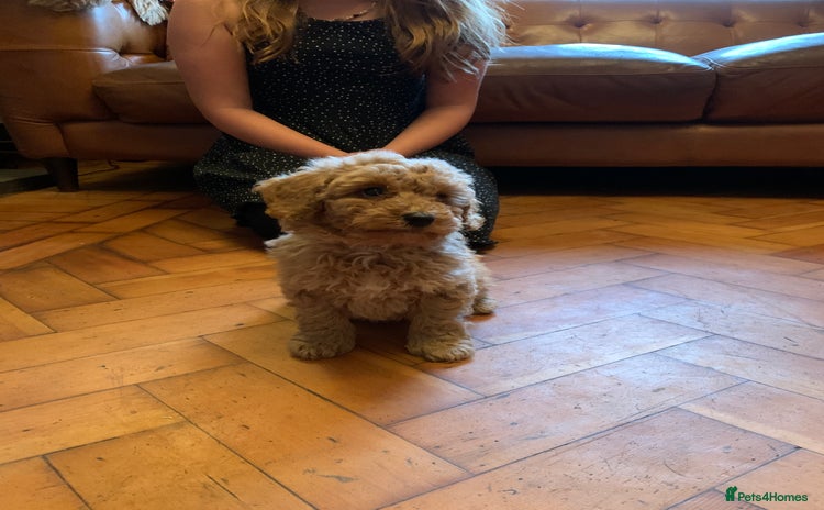 Cockapoo dogs - Advert 7