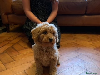 Cockapoo dogs - Advert 33