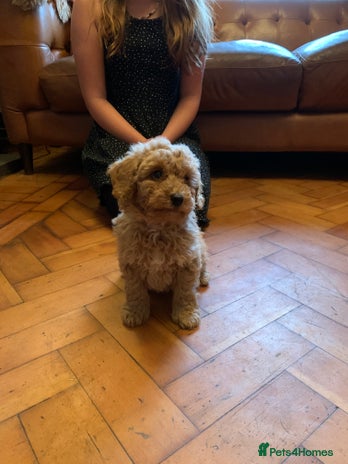 Cockapoo dogs - Advert 1