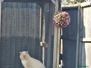 British Shorthair cats Cream of la crop! Blood group B. GCCF/TICA reg - Advert 5