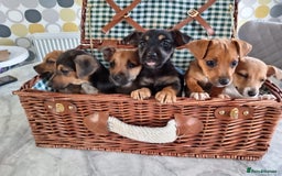 Jack Russell dogs for sale: Jack Russell Puppies Available Now  - Image 7