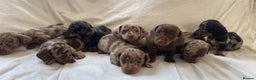 Miniature Dachshund dogs for stud: 27 champions prince Rolo  - Advert 7