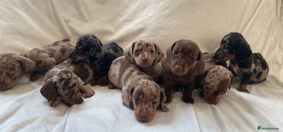 Miniature Dachshund dogs for stud: 27 champions prince Rolo  - Advert 7