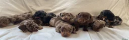 Miniature Dachshund dogs for stud: 27 champions prince Rolo  - Advert 7