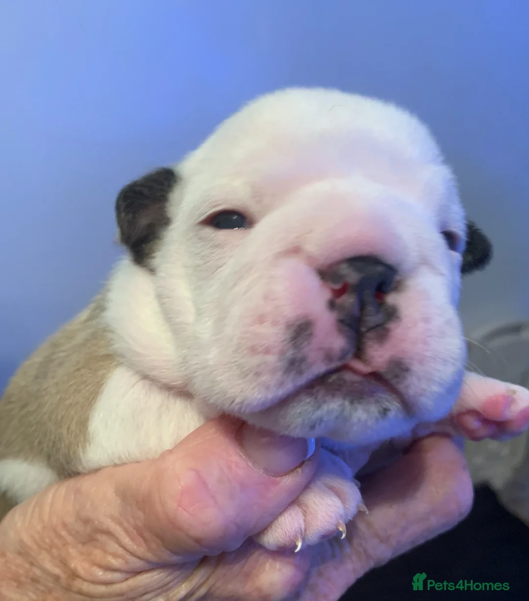 English Bulldog dogs for sale: English bulldog 1 female still available  - Advert 11