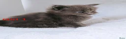 Maine Coon cats for sale: DNA health tested blue maine coon kittens - Advert 14