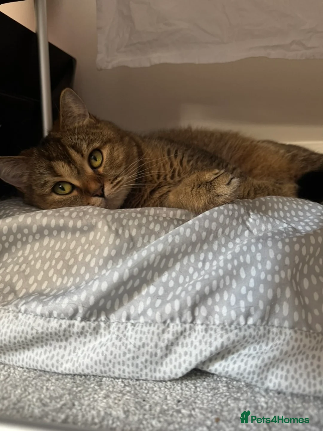 British Shorthair cats for sale: Pedigree GCCF Registered British Shorthair - Advert 4