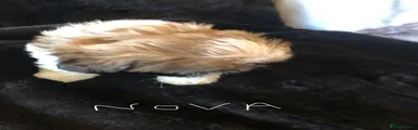 Nova