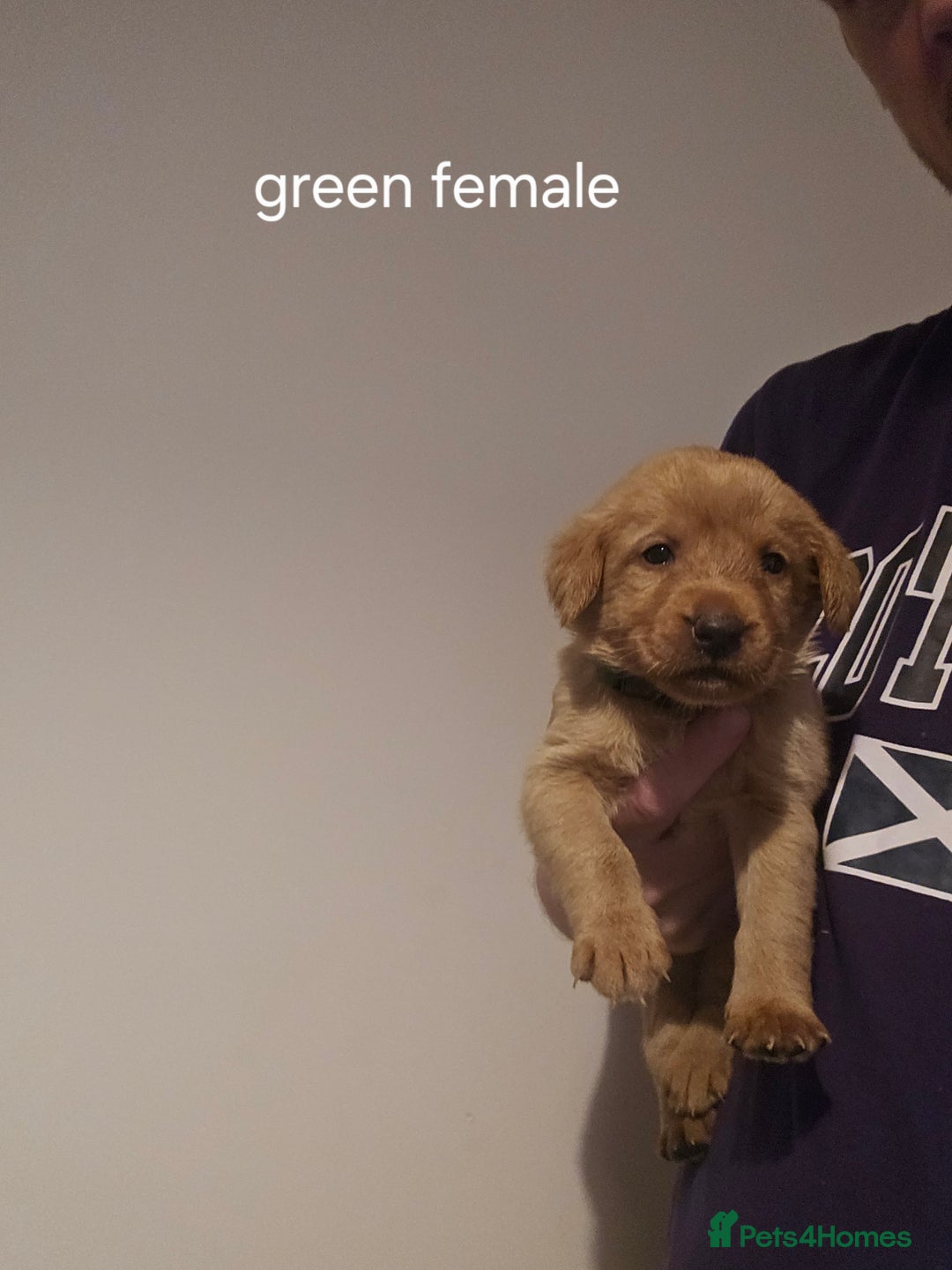 Labrador Retriever dogs for sale: Fox red kc labrador puppies - Image 5