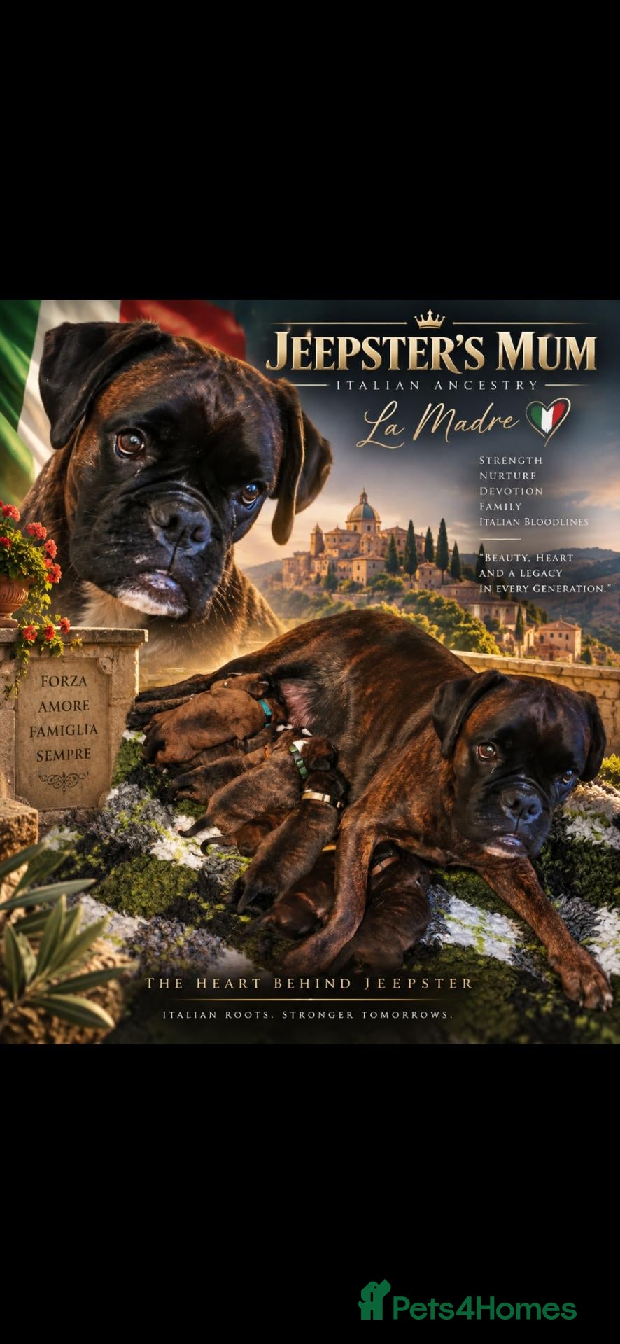 Boxer dogs KC Registered boxer for stud - Advert 2