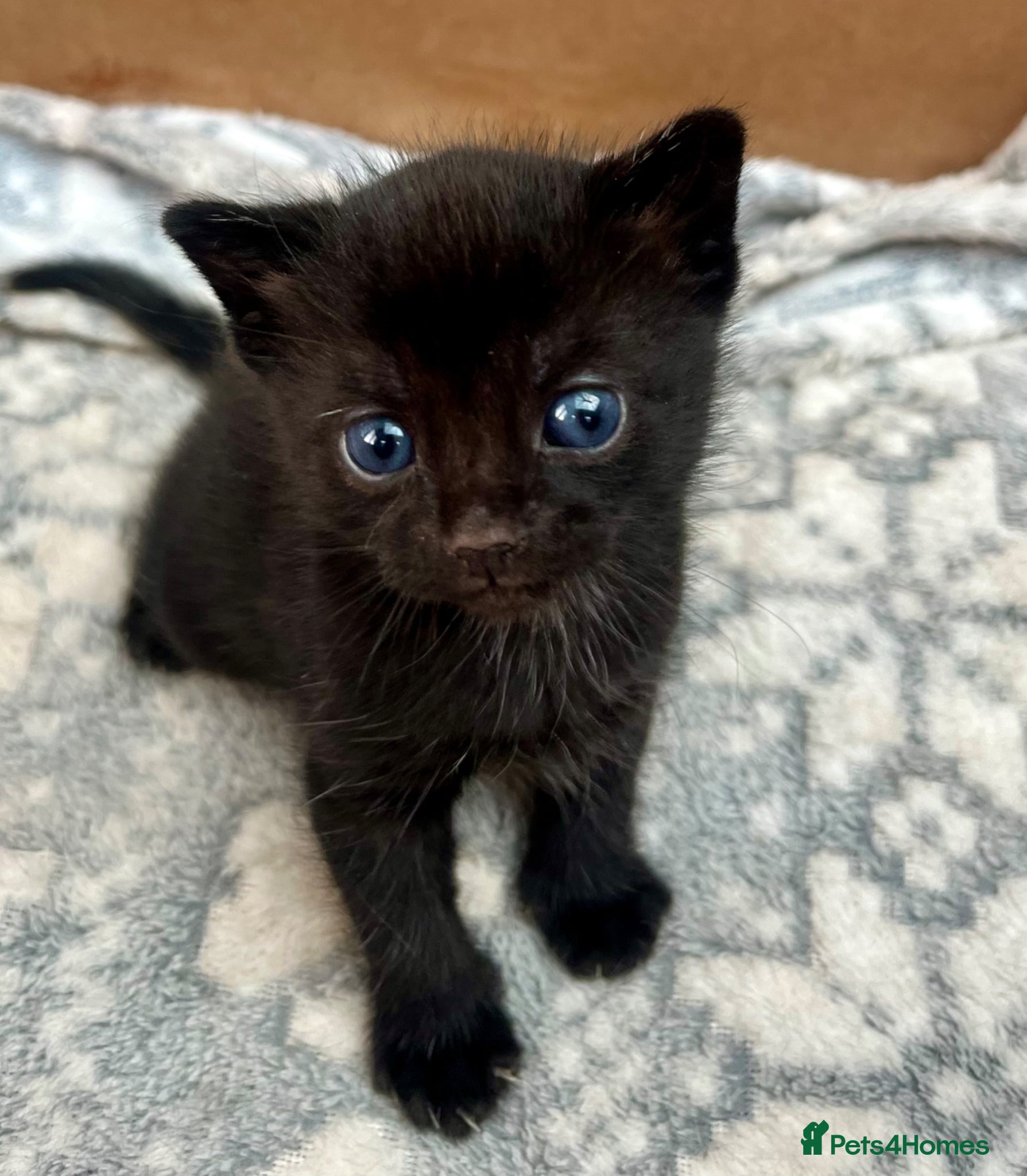 Mixed Breed cats The friendliest little kittens ❤️ - Advert 20
