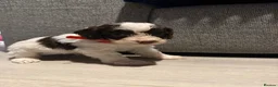 Cockapoo dogs for sale: Cockapoo F1 puppies  - Advert 15