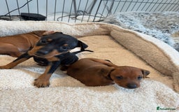 Miniature Pinscher dogs for sale: Beautiful Miniature pinscher puppies - Image 4