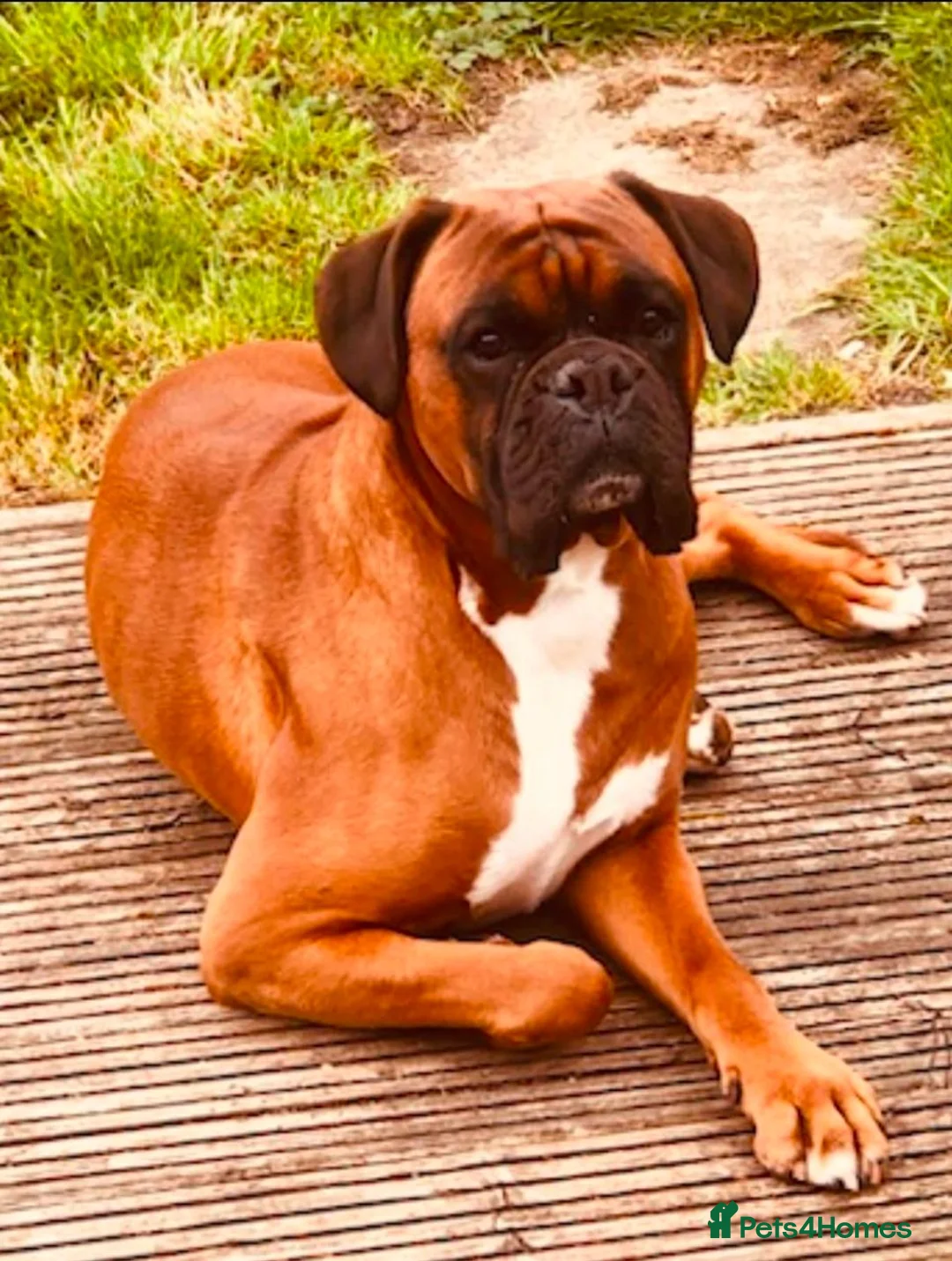 Boxer dogs for sale: Mr simon lee - Advert 10